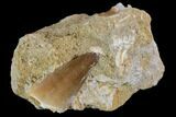 Mosasaur (Prognathodon) Tooth In Rock #96159-1